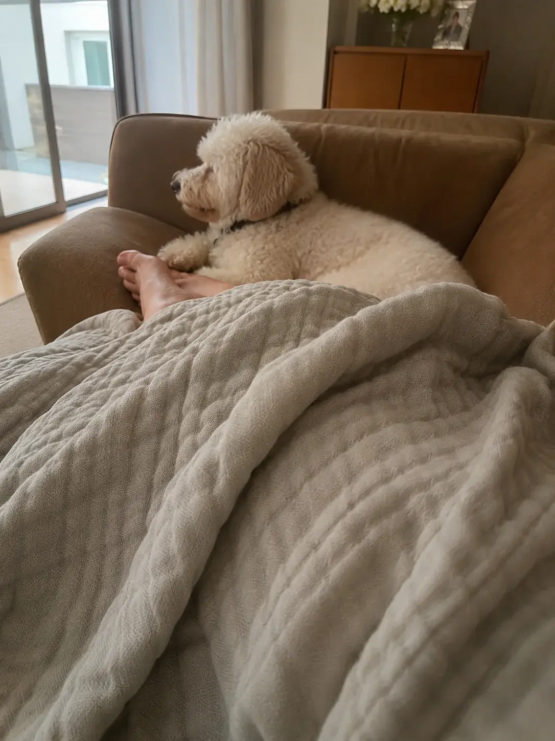 Dog resting comfortably on a soft blanket